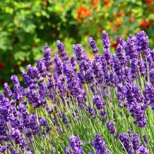 Dried Lavender Flower